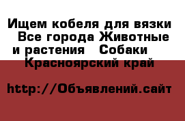 Ищем кобеля для вязки - Все города Животные и растения » Собаки   . Красноярский край